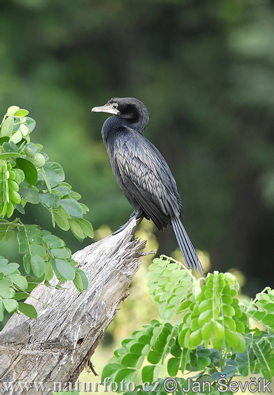 Vogel (Phalacrocorax niger)
