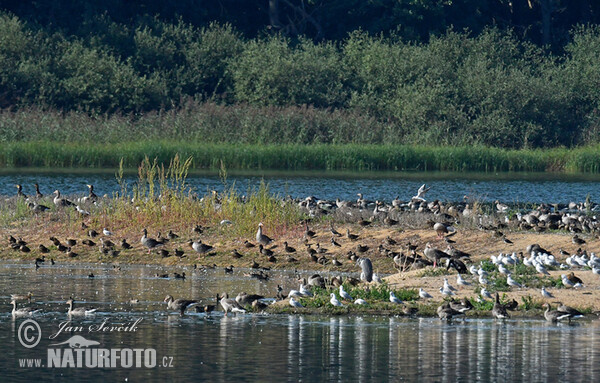 Vogels (Aves)