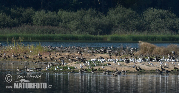 Vogels (Aves)