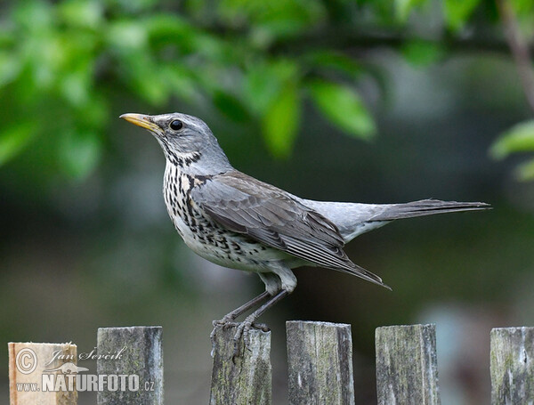 Wacholderdrossel (Turdus pilaris)