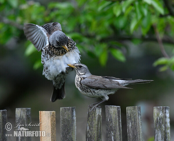 Wacholderdrossel (Turdus pilaris)