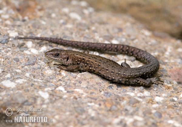 Waldeidechse (Lacerta vivipara)