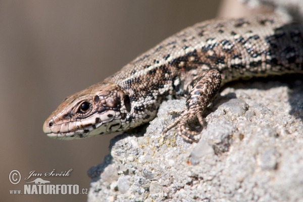 Waldeidechse (Lacerta vivipara)