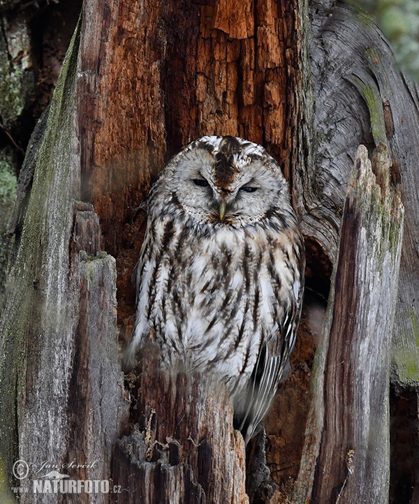 Waldkauz (Strix aluco)