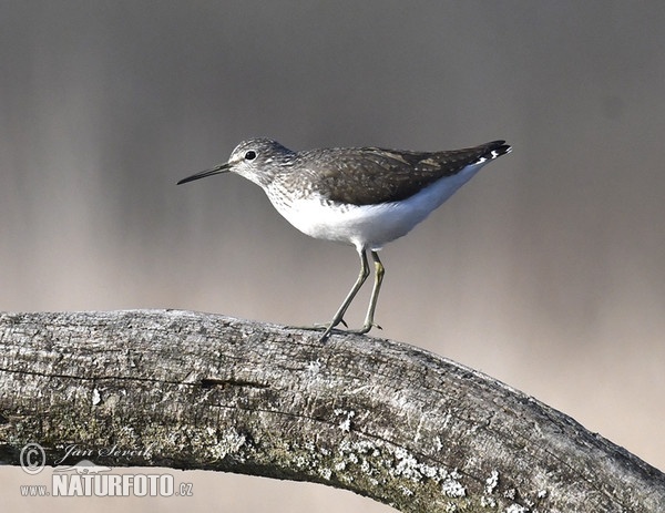 Waldwasserläufer (Tringa ochropus)