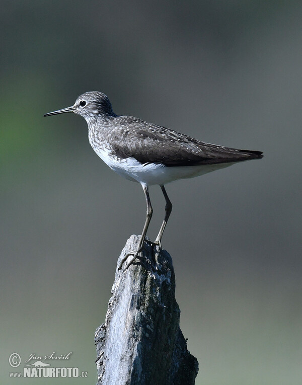 Waldwasserläufer (Tringa ochropus)