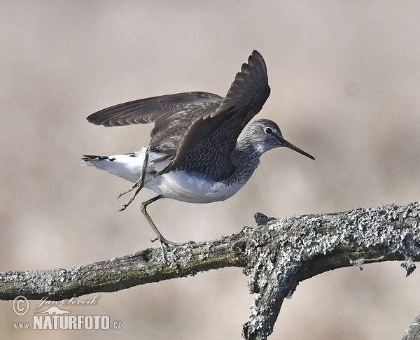 Waldwasserläufer (Tringa ochropus)