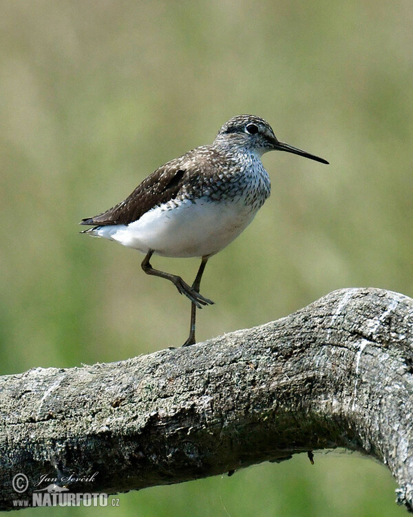 Waldwasserläufer (Tringa ochropus)