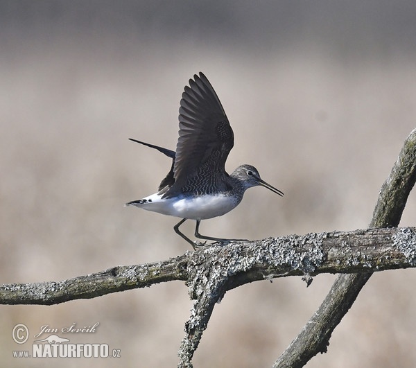 Waldwasserläufer (Tringa ochropus)