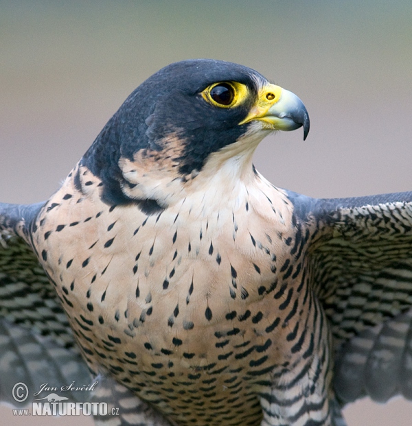 Wanderfalke (Falco peregrinus)