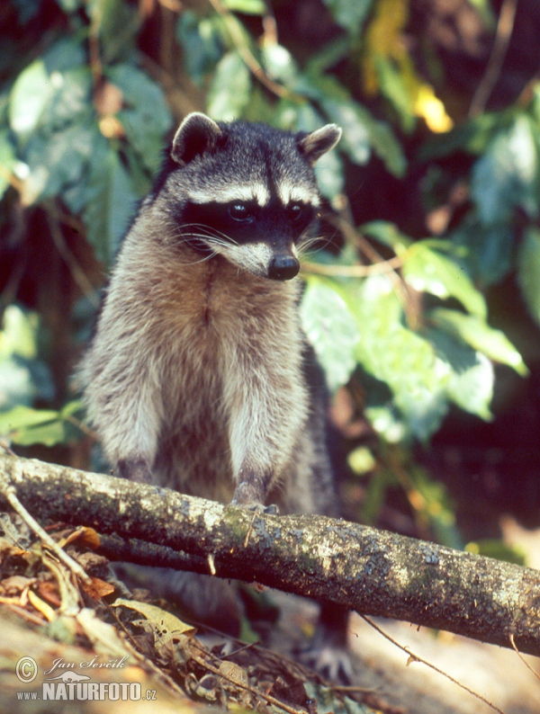 Waschbär (Procyon lotor)