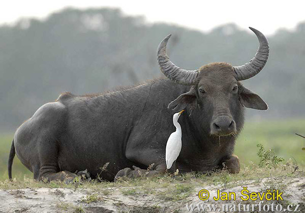 Waserbuffel (Bubalus arnee)