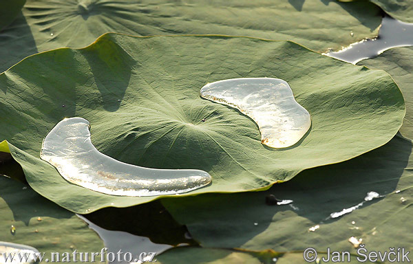 Wasser Blume Bilder Wasser Blume Fotos Naturfoto