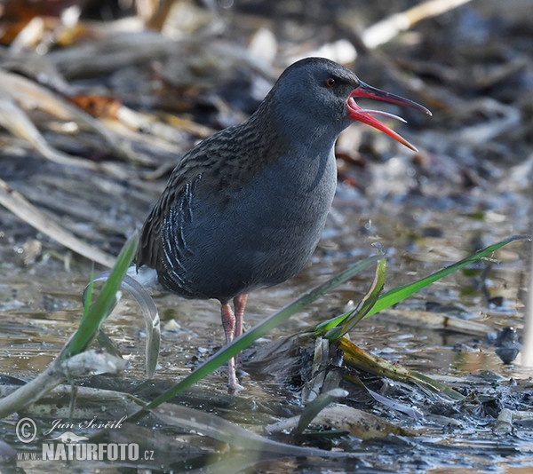 Wasserralle (Rallus aquaticus)