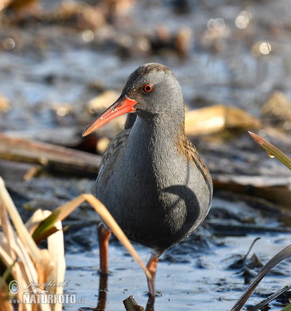 Wasserralle (Rallus aquaticus)