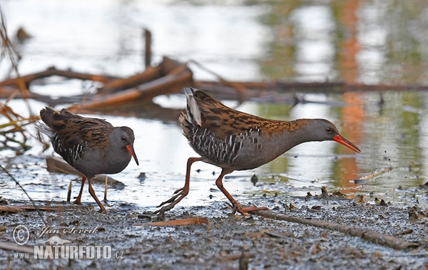 Wasserralle (Rallus aquaticus)