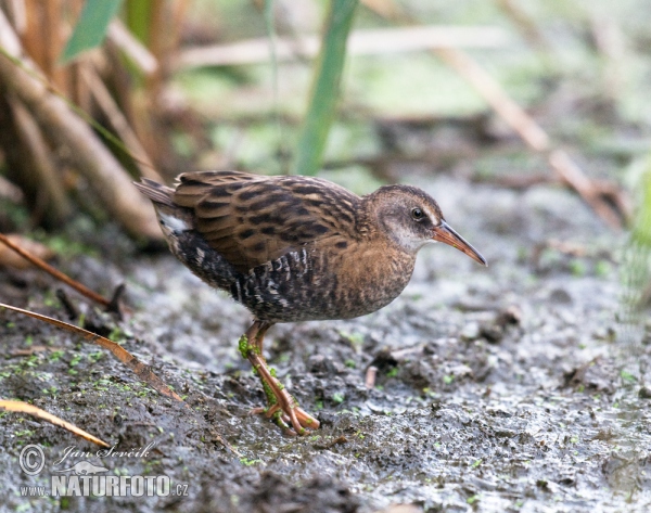 Wasserralle (Rallus aquaticus)