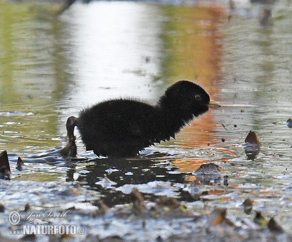 Wasserralle (Rallus aquaticus)