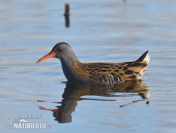 Wasserralle (Rallus aquaticus)