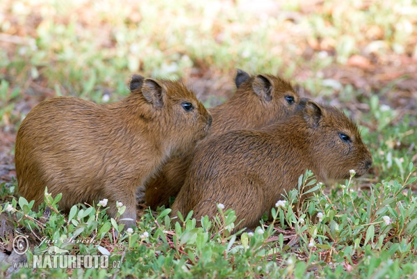 Wasserschwein (Hydrochoerus hydrochaeris)