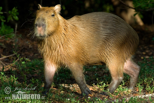 Wasserschwein (Hydrochoerus hydrochaeris)