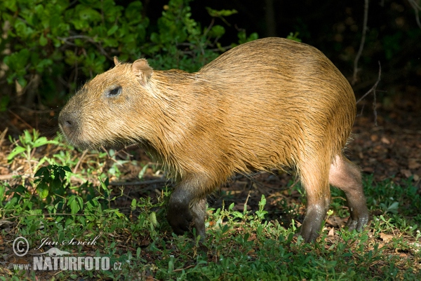 Wasserschwein (Hydrochoerus hydrochaeris)