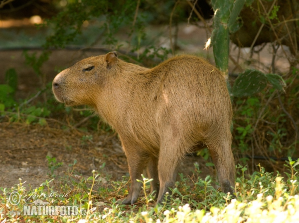 Wasserschwein (Hydrochoerus hydrochaeris)