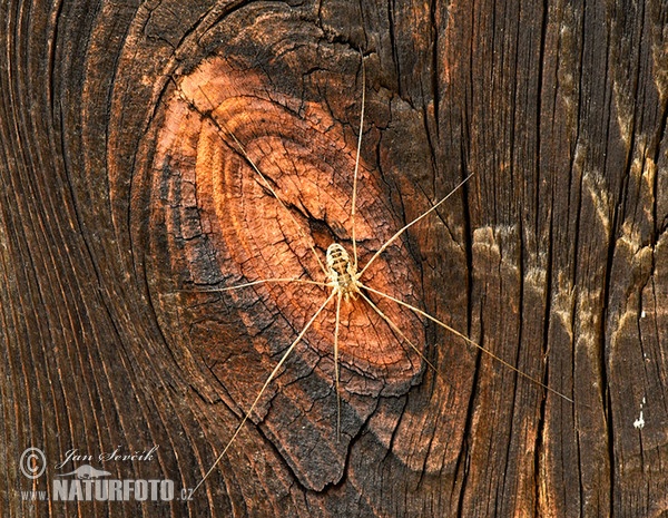 Weberknecht (Opilionida)