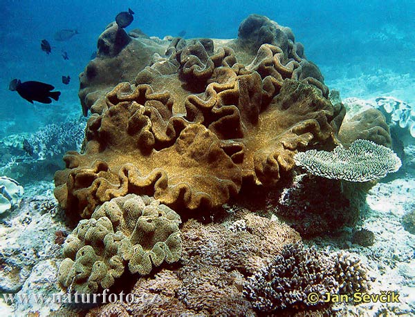 Weiche Koralle (Coral)