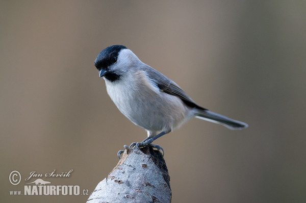 Weidenmeise (Parus montanus)