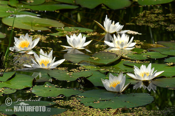 Weiße Seerose (Nymphaea candida)