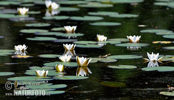 Weiße Seerose (Nymphaea candida)