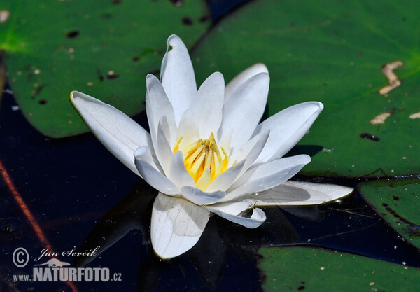 Weiße Seerose (Nymphaea candida)