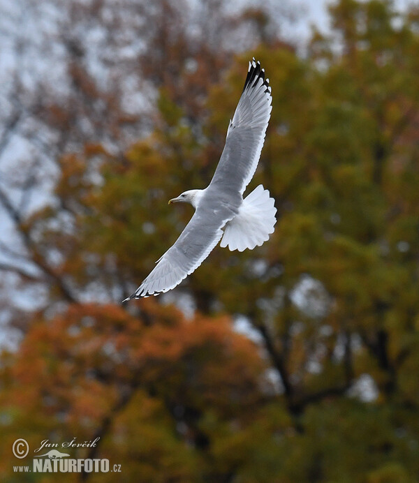 Weisskopföwe (Larus cachinnans)