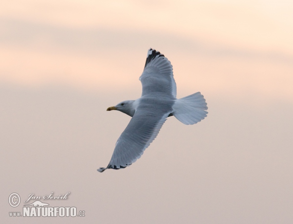 Weisskopföwe (Larus cachinnans)