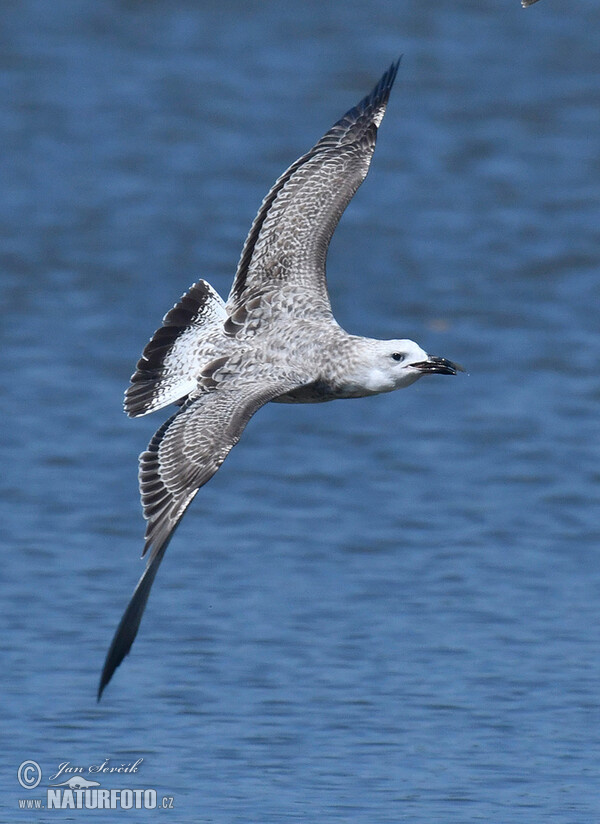 Weisskopföwe (Larus cachinnans)