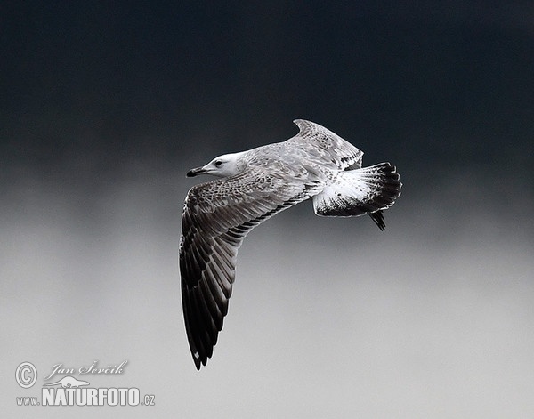 Weisskopföwe (Larus cachinnans)