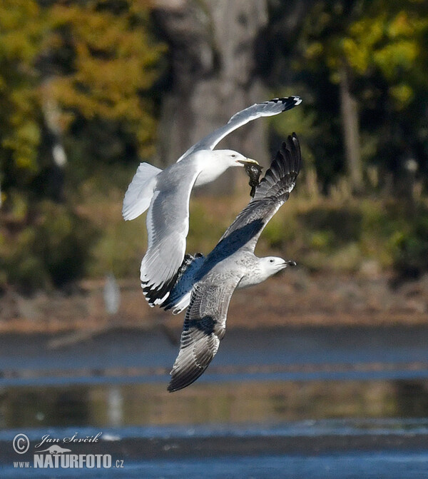 Weisskopföwe (Larus cachinnans)