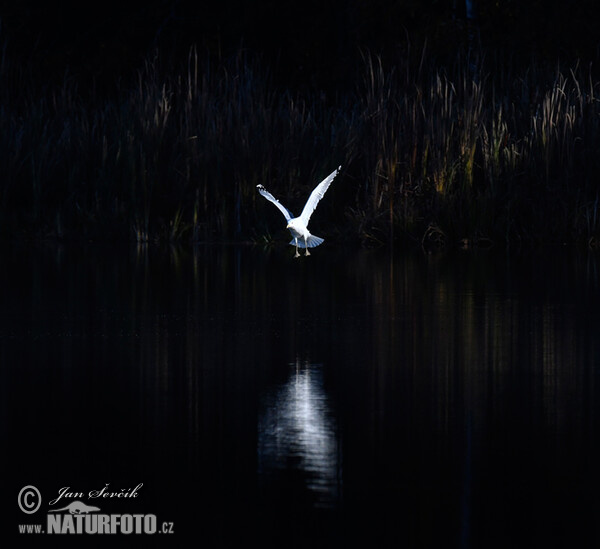 Weisskopföwe (Larus cachinnans)