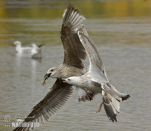 Weisskopföwe (Larus cachinnans)