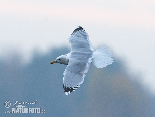 Weisskopföwe (Larus cachinnans)