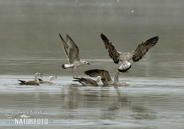 Weisskopföwe (Larus cachinnans)