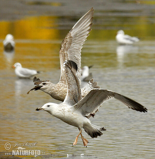 Weisskopföwe (Larus cachinnans)