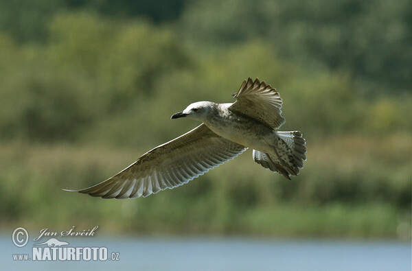 Weisskopföwe (Larus cachinnans)