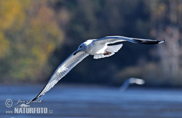 Weisskopföwe (Larus cachinnans)