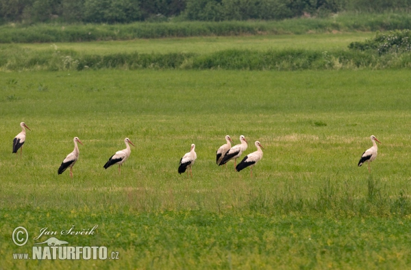 Weißstorch (Ciconia ciconia)