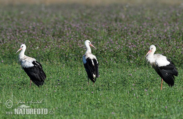 Weißstorch (Ciconia ciconia)