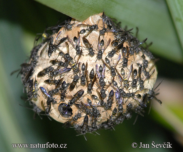 Wespen Nest (Hymenoptera sp.)
