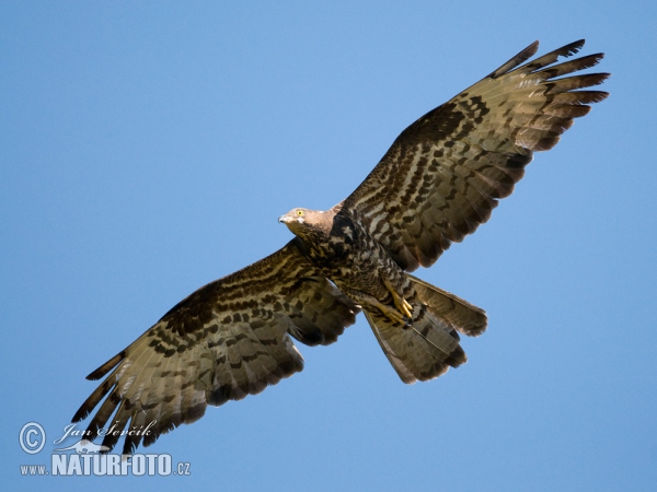 Wespenbussard (Pernis apivorus)