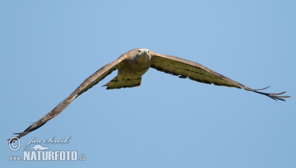 Wespenbussard (Pernis apivorus)